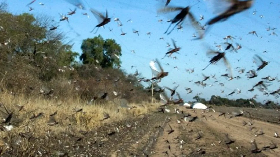 Avistamiento masivo de langostas en zona rural